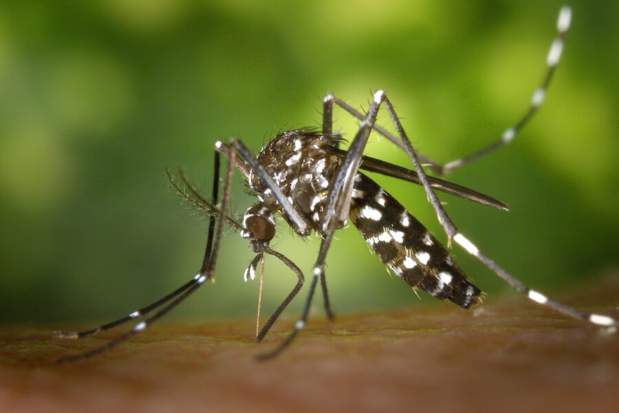 Κάποιοι ιοί μας κάνουν να μυρίζουμε πιο…νόστιμα.. στα κουνούπια!